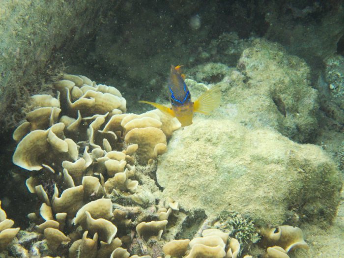 Neoglyphidodon polyacanthus
