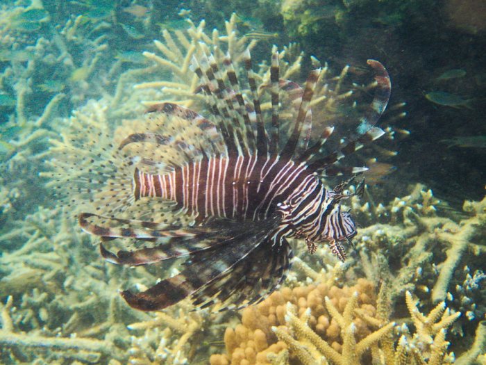 Poisson-scorpion