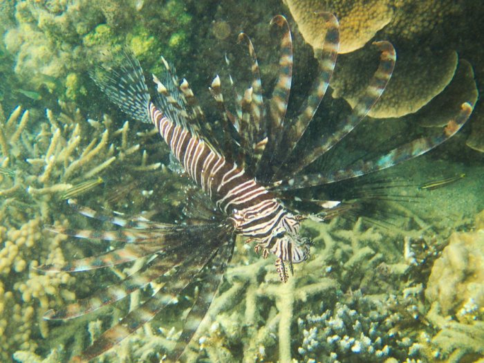 Poisson-scorpion