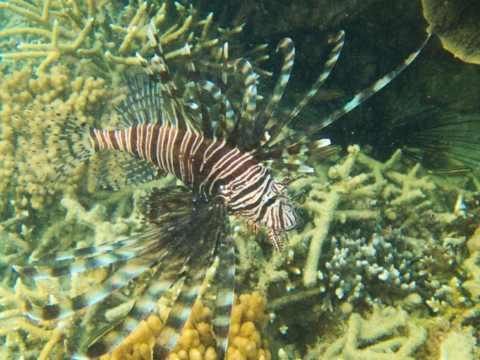 Poisson-scorpion