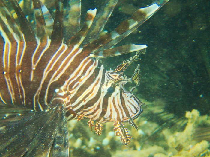 Poisson-scorpion