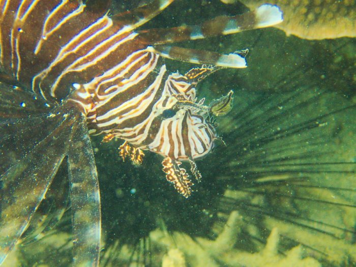 Poisson-scorpion