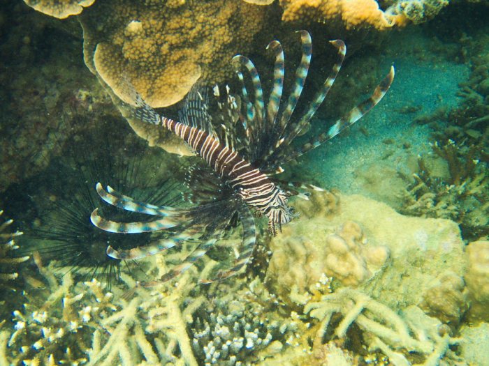 Poisson-scorpion