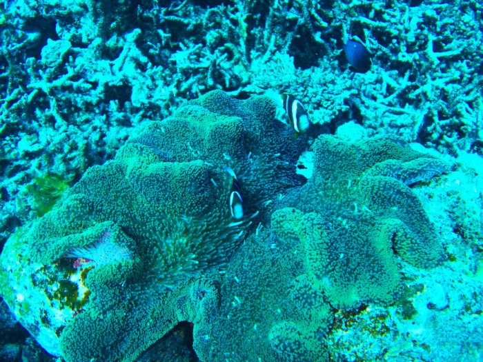Amphiprion clarkii