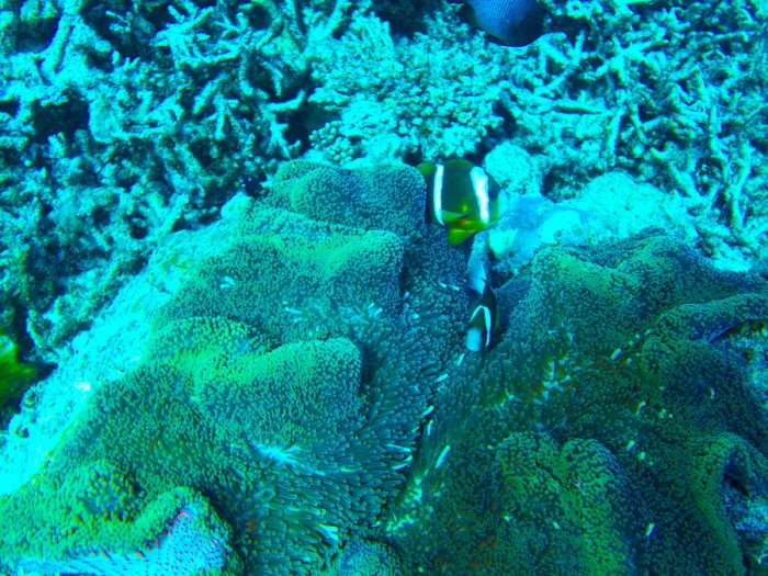 Amphiprion clarkii