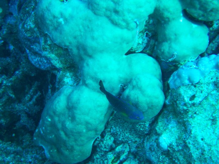 Poisson-demoiselle