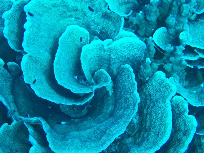 Corail dur
