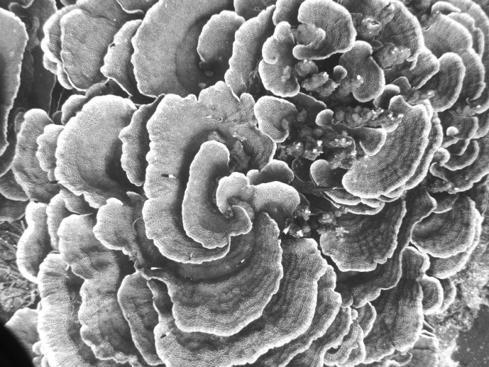 Corail dur