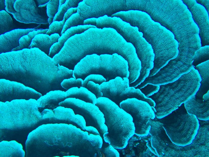 Corail dur