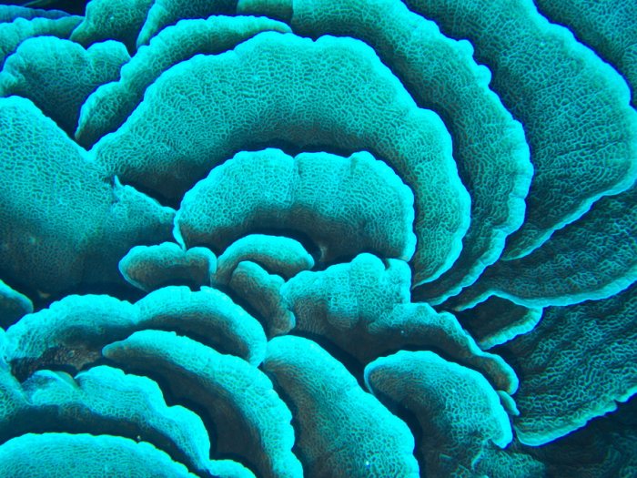 Corail dur