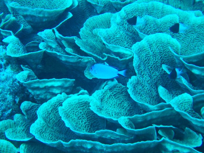 Genicanthus watanabei