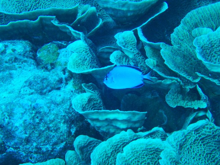 Genicanthus watanabei