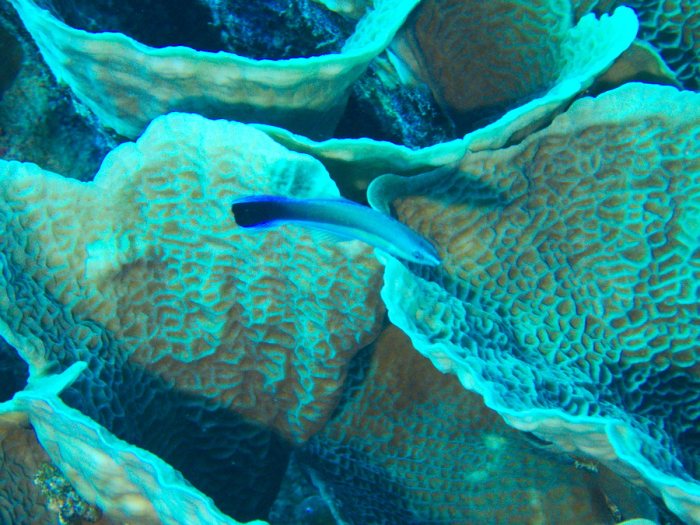 Labroides dimidiatus