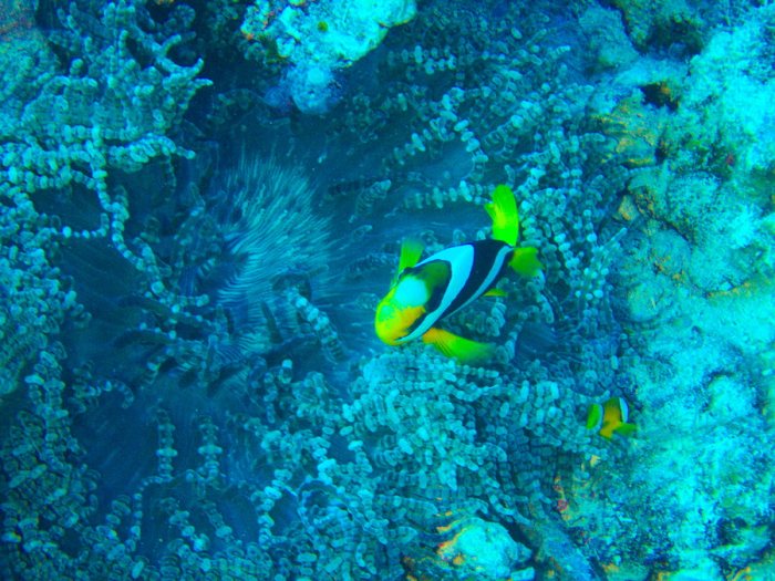 Amphiprion clarkii