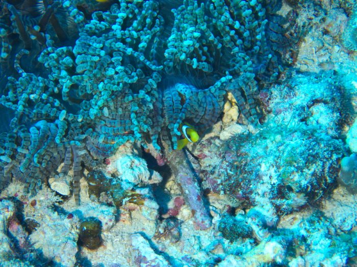 Amphiprion clarkii