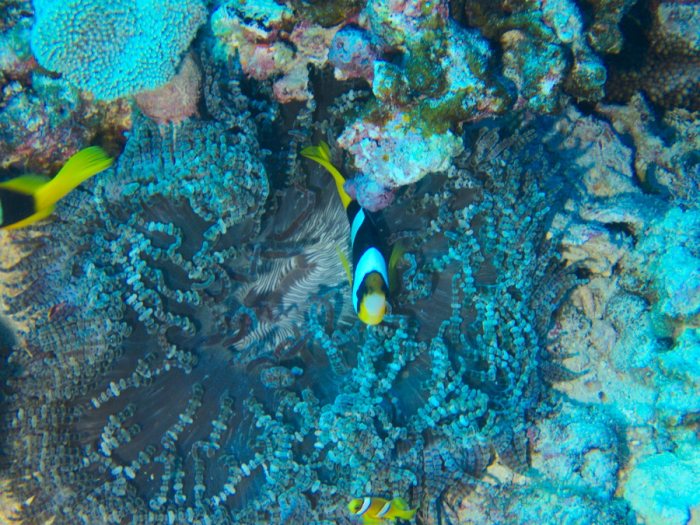 Amphiprion clarkii