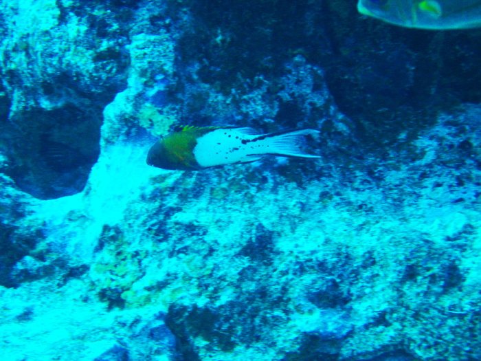 Bodianus anthioides