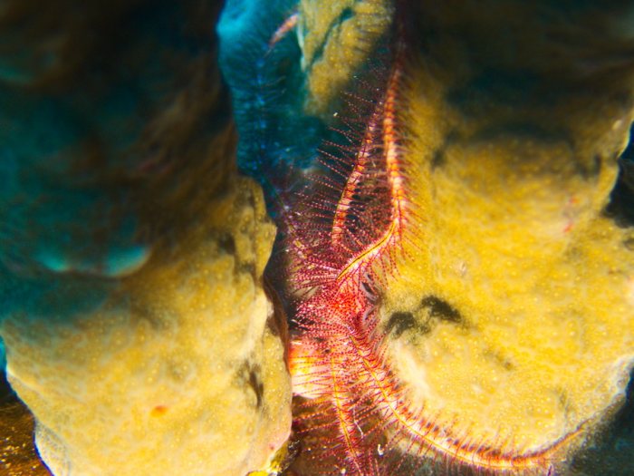 Ophiure