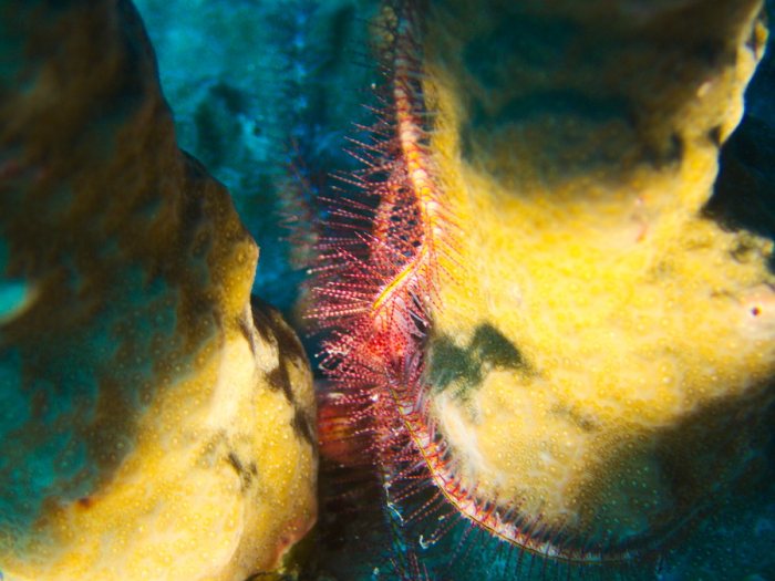 Ophiure