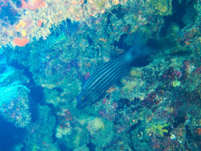 Cheilodipterus artus