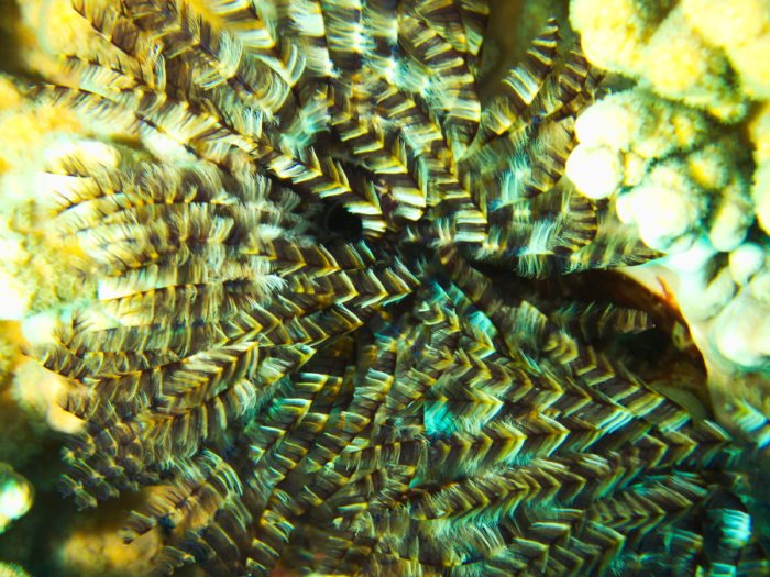 Sabellastarte sp.