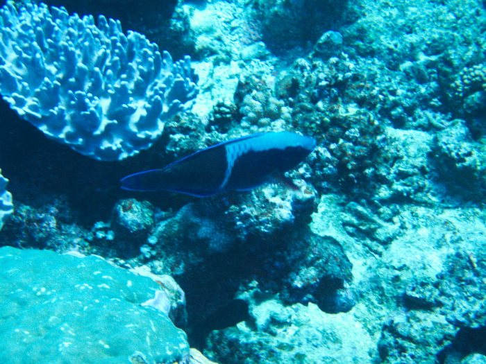 Poisson-perroquet