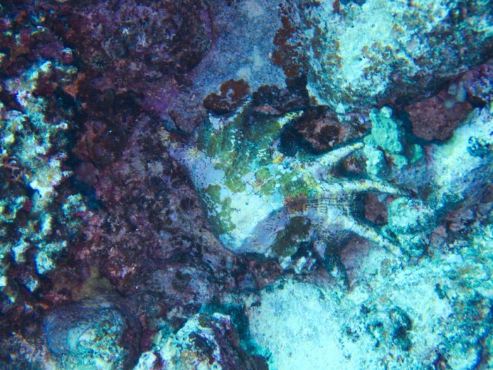 Mollusques