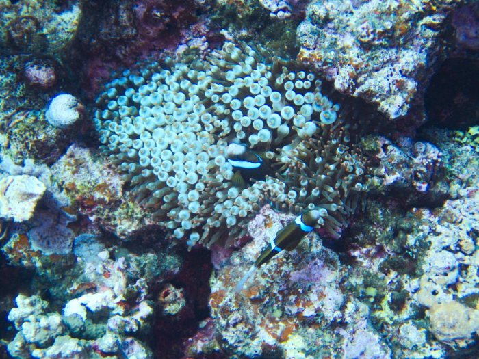 Amphiprion clarkii