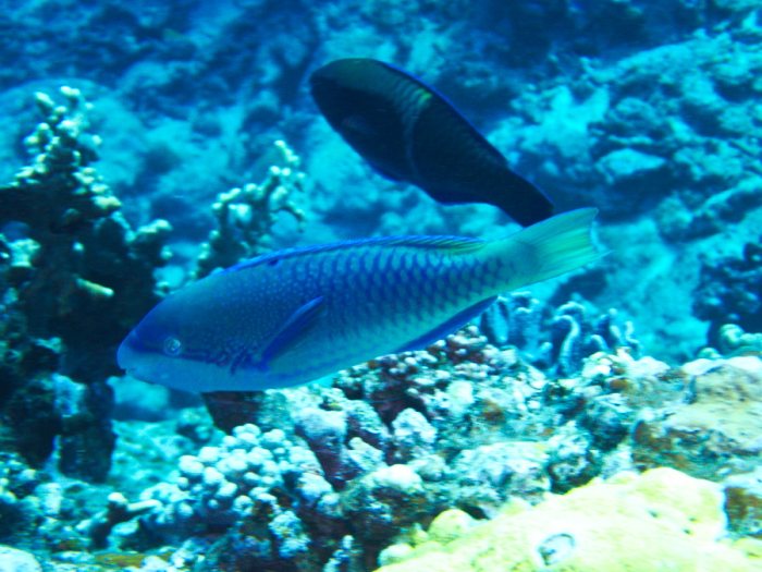 Poisson-perroquet