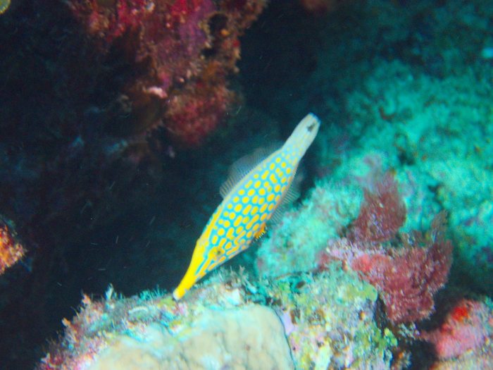 Oxymonacanthus longirostris