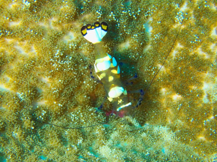 Periclimenes brevicarpalis