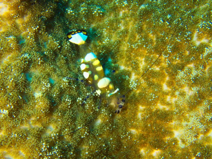 Periclimenes brevicarpalis