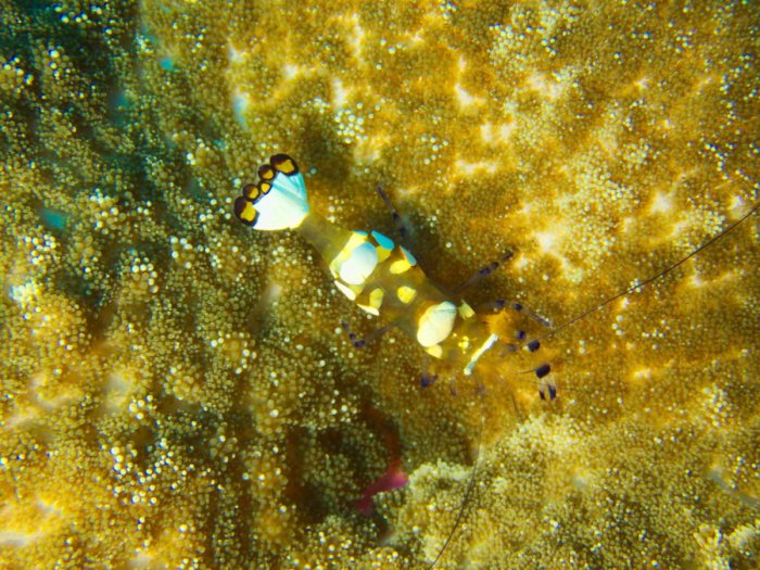 Periclimenes brevicarpalis