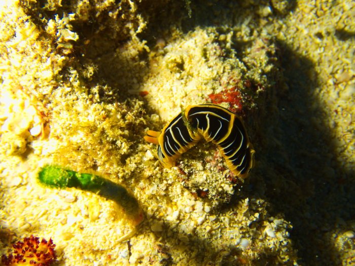 Reticulidia halgerda