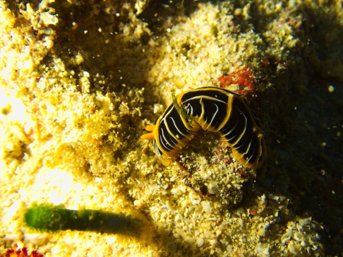 Reticulidia halgerda
