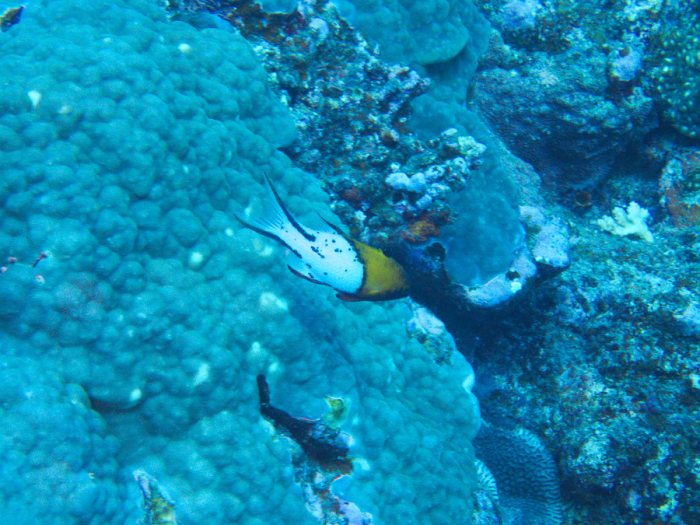 Bodianus anthioides