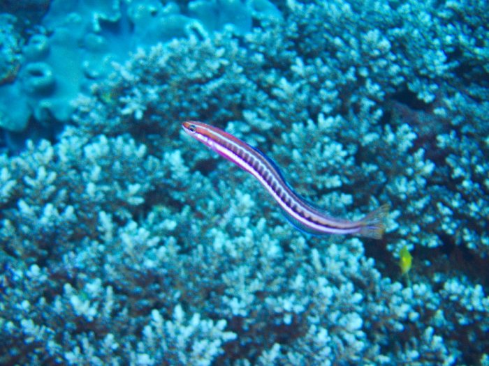 Plagiotremus tapeinosoma