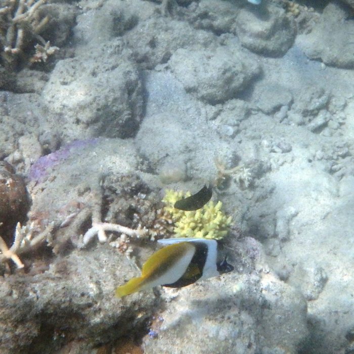 Heniochus monoceros