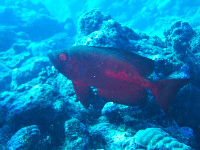 Priacanthus hamrur