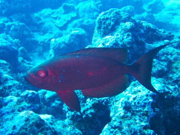 Priacanthus hamrur