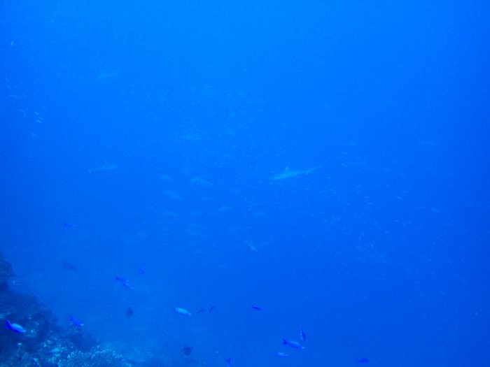 Carcharhinus amblyrhynchos