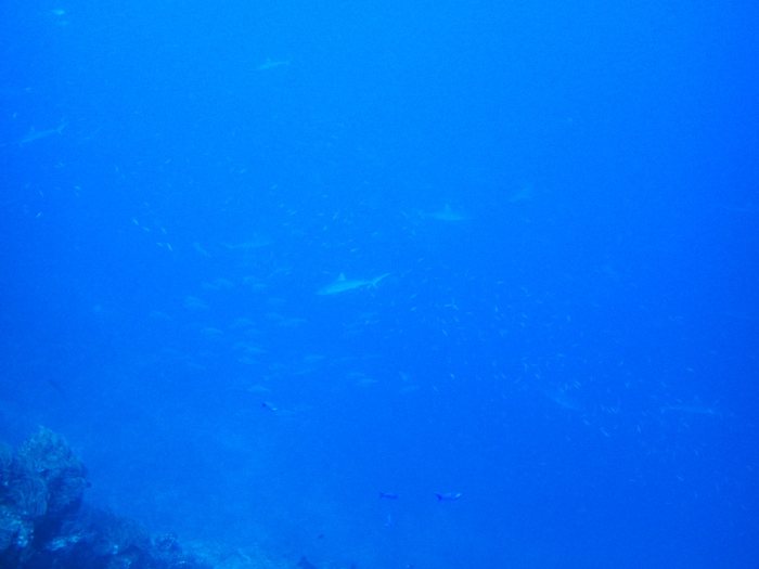 Carcharhinus amblyrhynchos