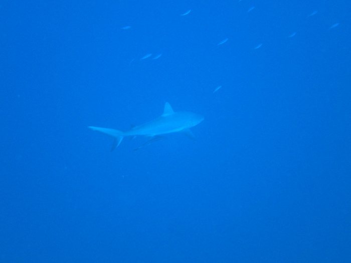 Carcharhinus amblyrhynchos
