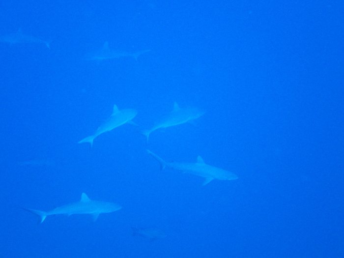 Carcharhinus amblyrhynchos