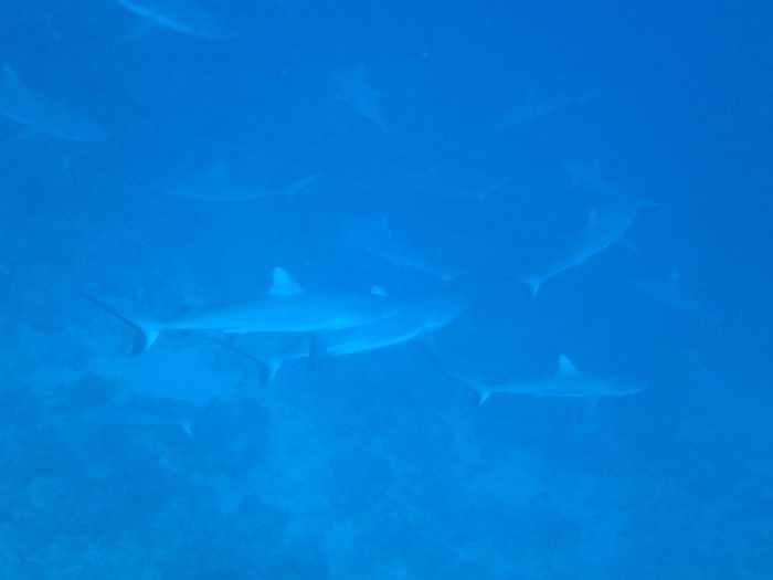 Carcharhinus amblyrhynchos