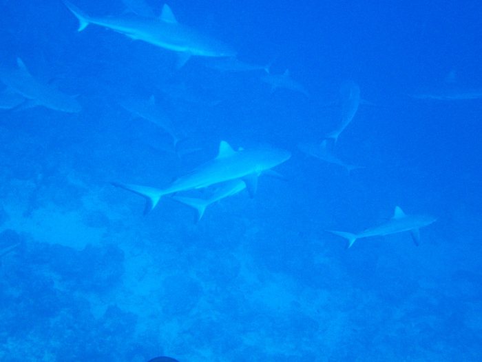 Carcharhinus amblyrhynchos