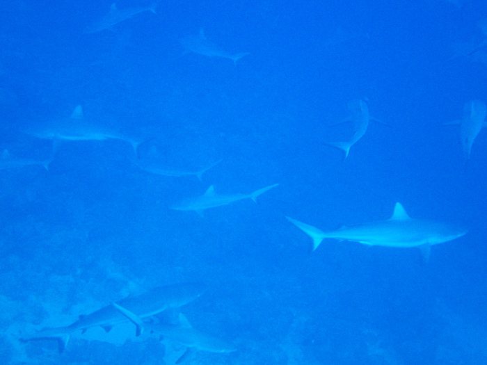 Carcharhinus amblyrhynchos