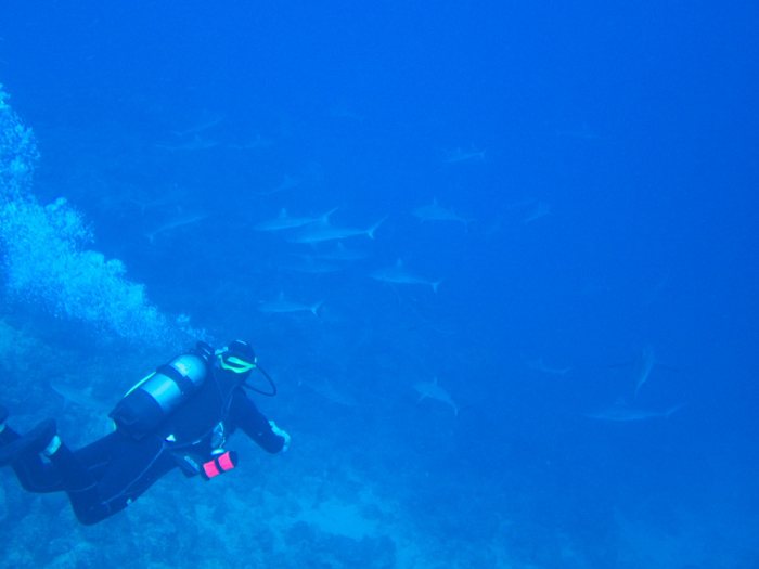 Carcharhinus amblyrhynchos