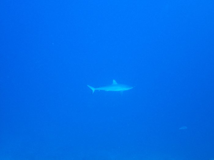 Carcharhinus amblyrhynchos