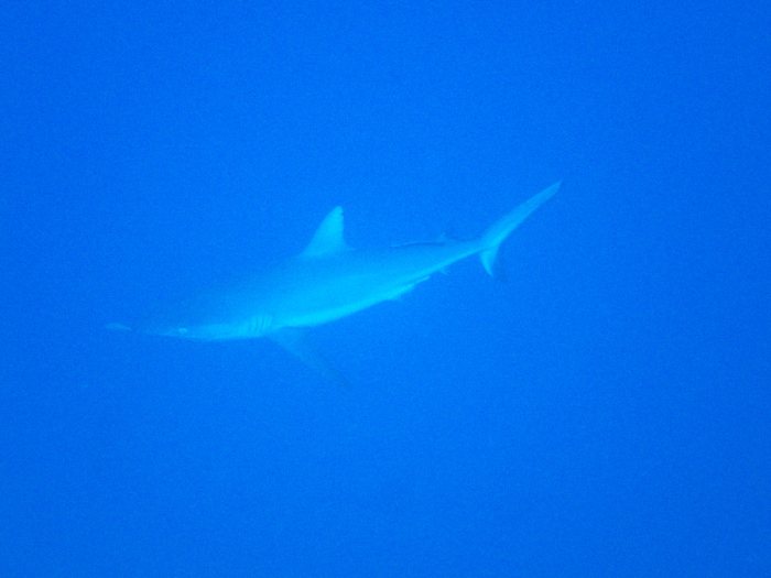 Carcharhinus amblyrhynchos